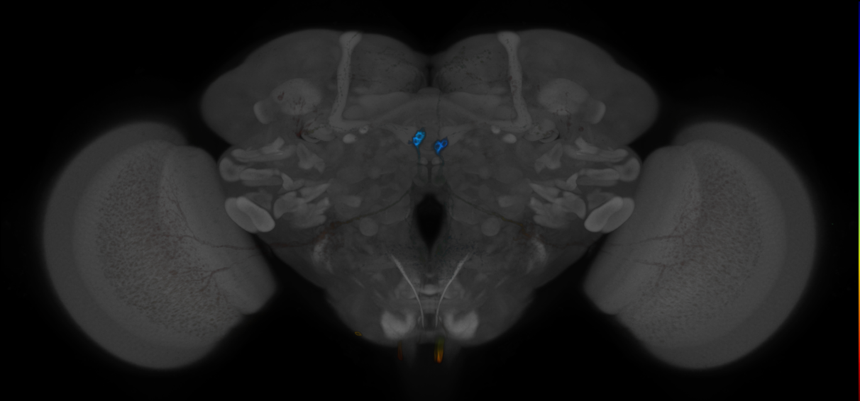 JRC_R35A10 GAL4 in the adult brain