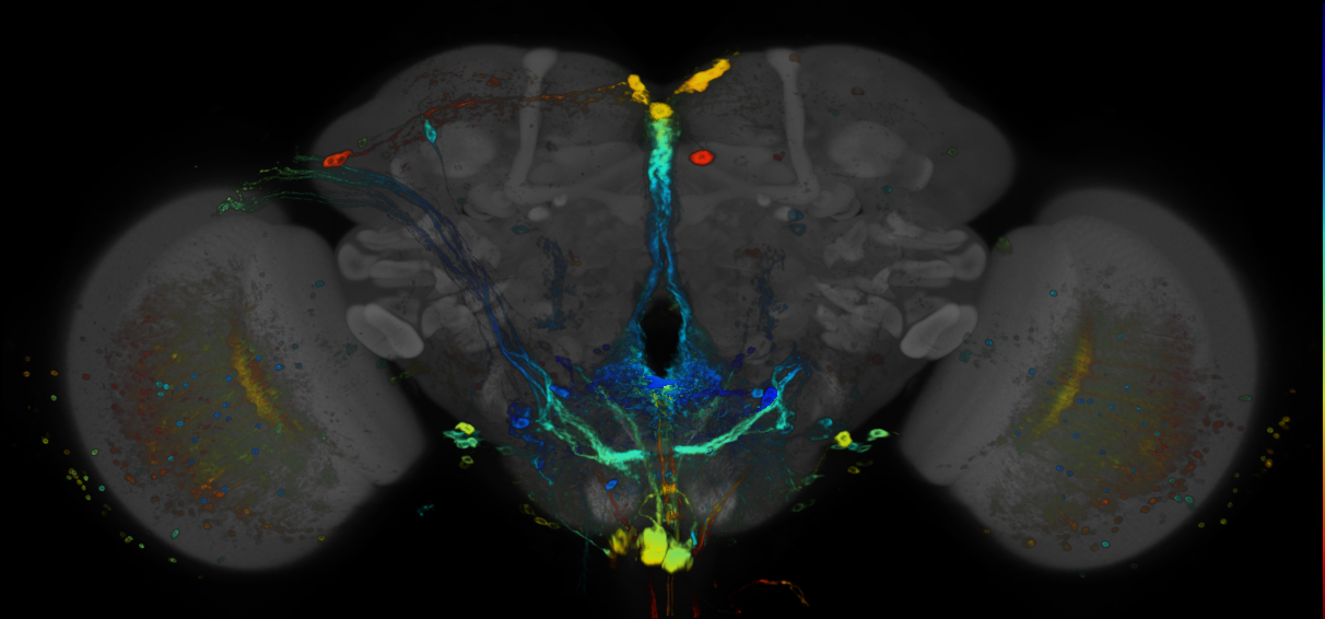 JRC_R70D05 GAL4 in the adult brain