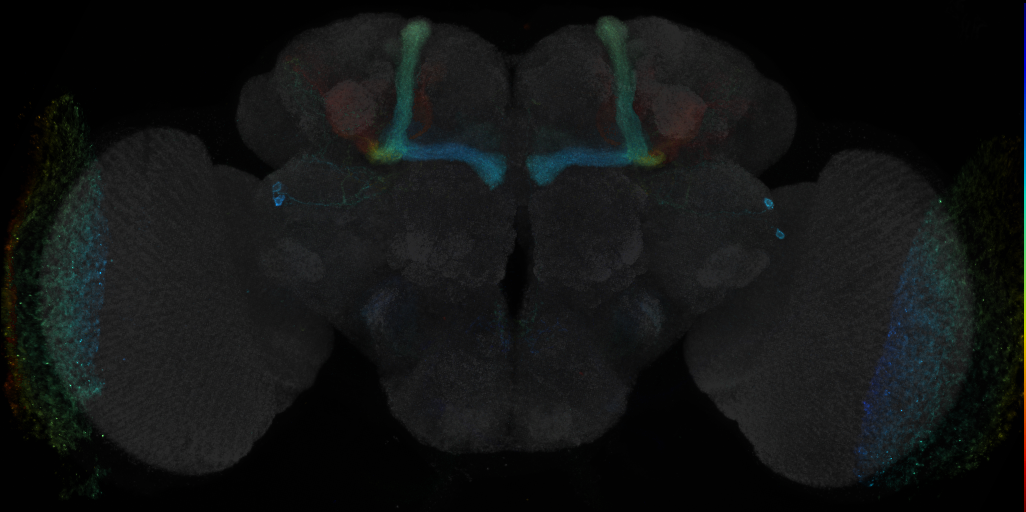 JRC_R70G08 GAL4 in the adult brain