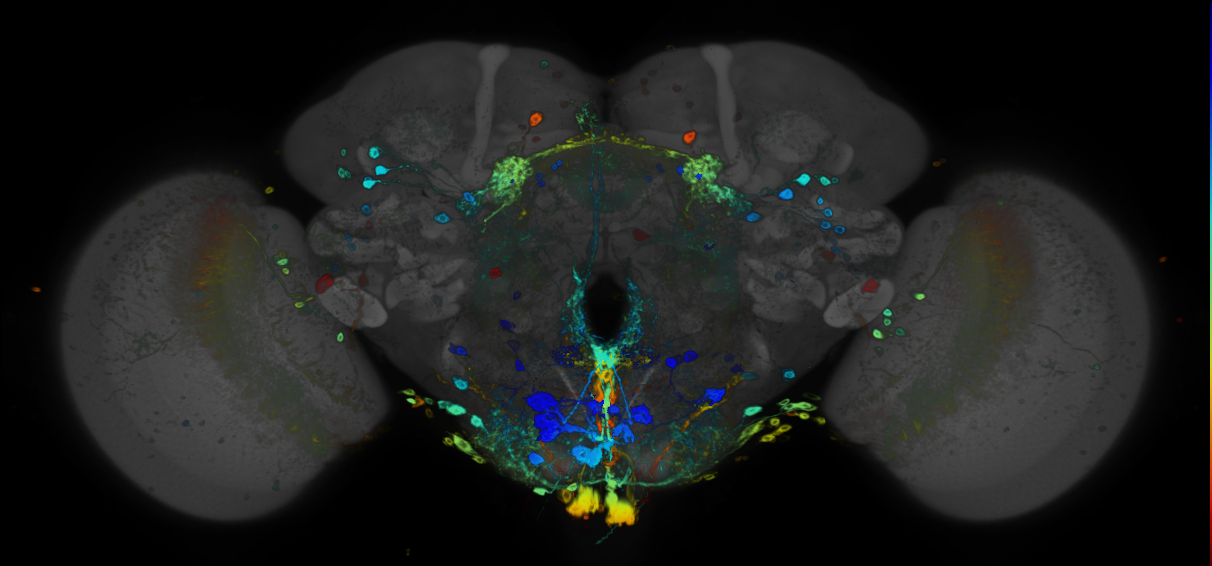 P{GMR39A02-GAL4} expression pattern