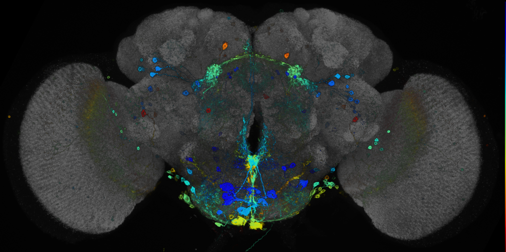 P{GMR39A02-GAL4} expression pattern