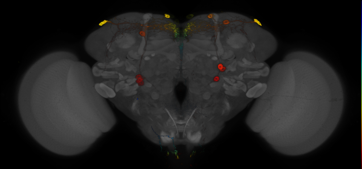 JRC_R94H10 GAL4 in the adult brain