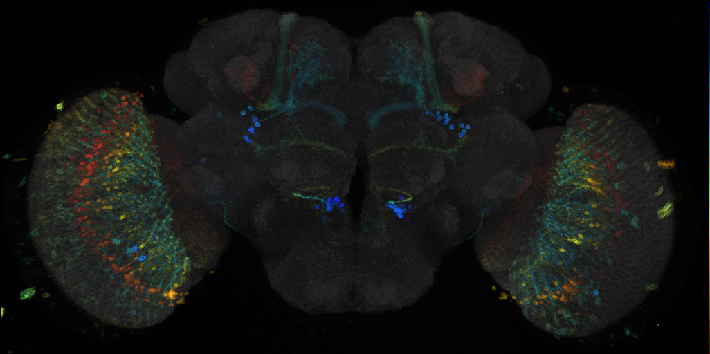 JRC_R12B10 GAL4 in the adult brain