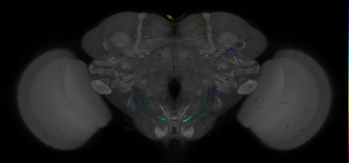 JRC_R49E01 GAL4 in the adult brain