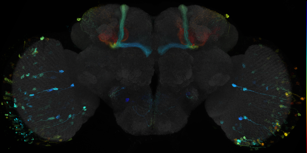 JRC_R36H04 GAL4 in the adult brain