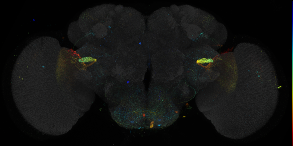 JRC_R25A07 GAL4 in the adult brain