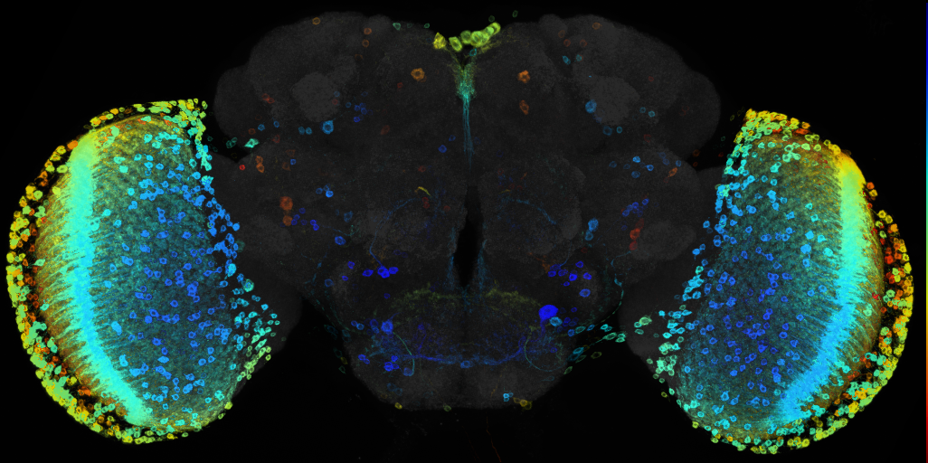 JRC_R22F12 GAL4 in the adult brain