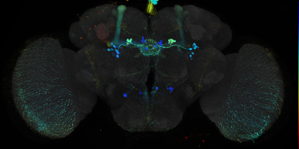 JRC_R10E02 GAL4 in the adult brain