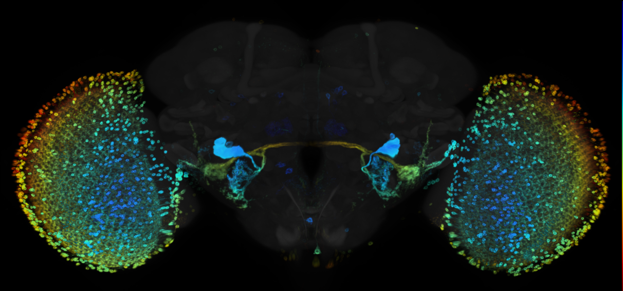 JRC_R91A12 GAL4 in the adult brain
