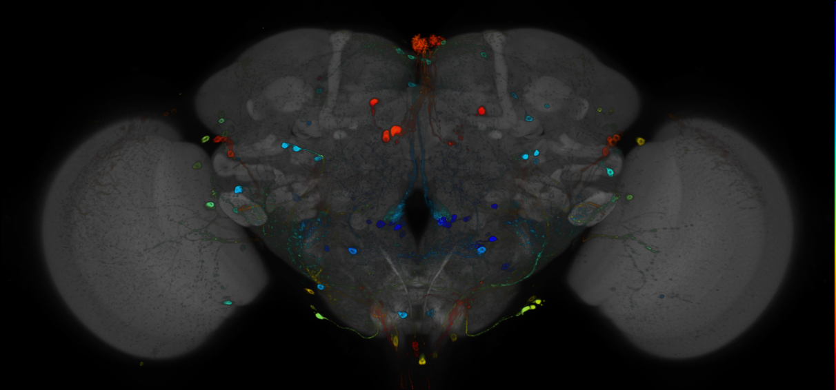 JRC_R26E09 GAL4 in the adult brain