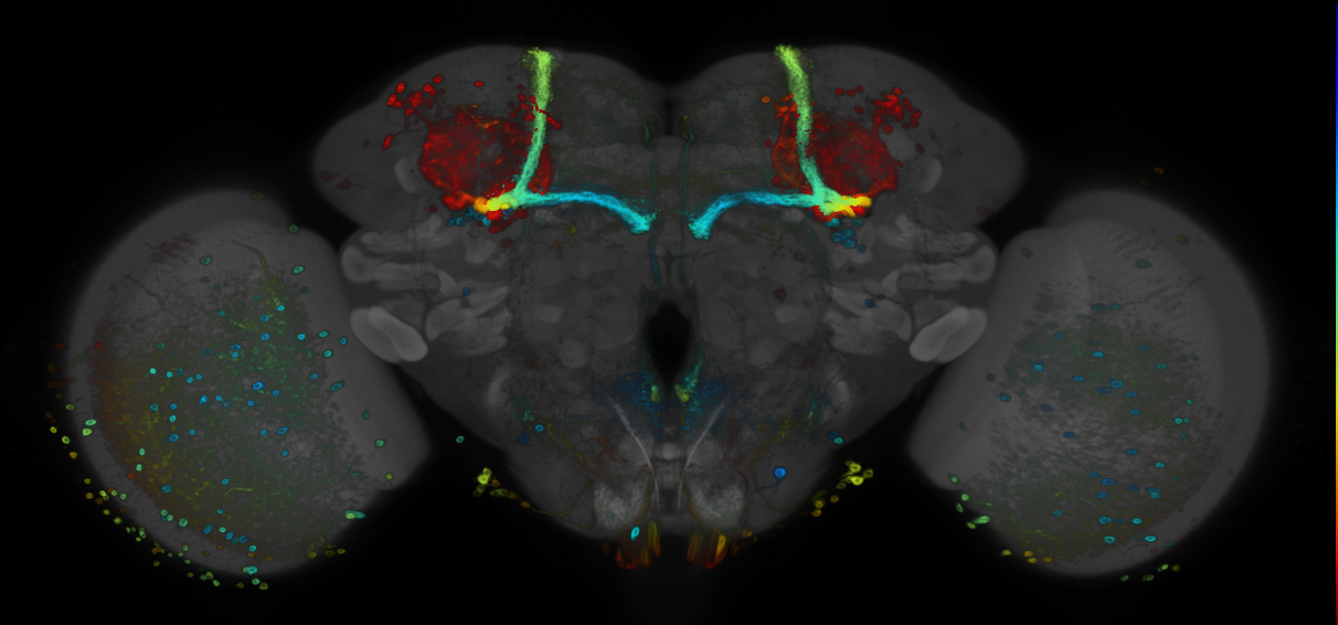 P{GMR65C02-GAL4} expression pattern