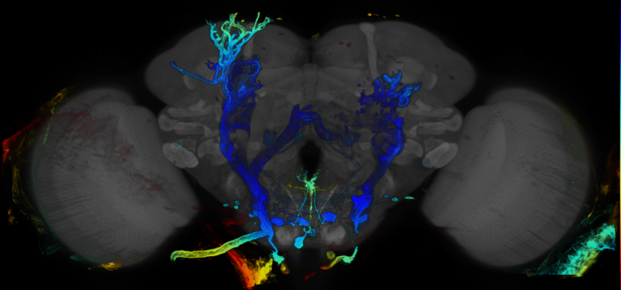 P{GMR13G12-GAL4} expression pattern