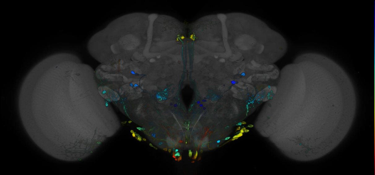 P{GMR17A07-GAL4} expression pattern