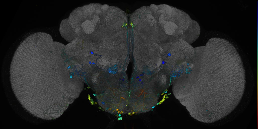 P{GMR17A07-GAL4} expression pattern