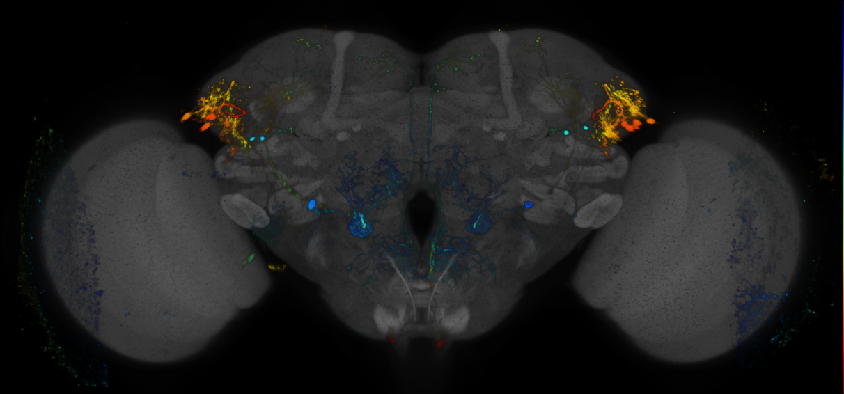 JRC_R86A05 GAL4 in the adult brain
