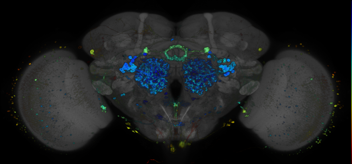 JRC_R13F09 GAL4 in the adult brain