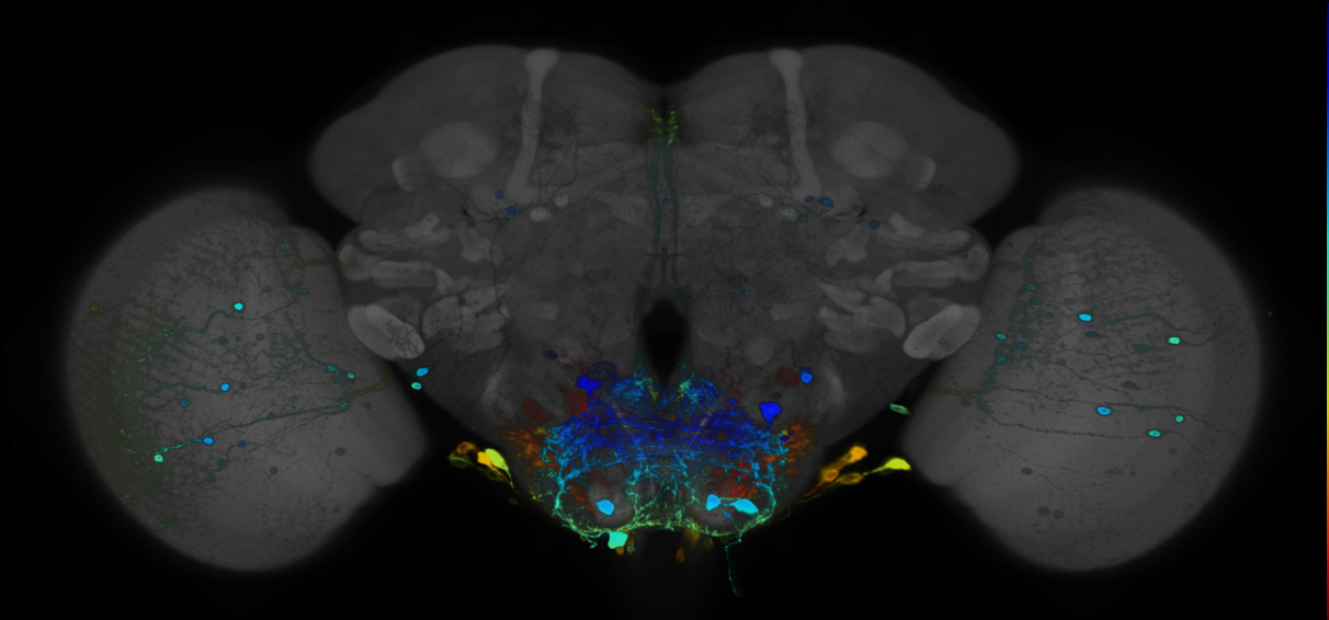 JRC_R12D05 GAL4 in the adult brain