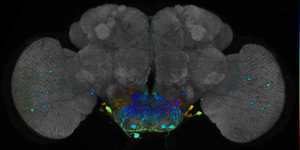 JRC_R12D05 GAL4 in the adult brain