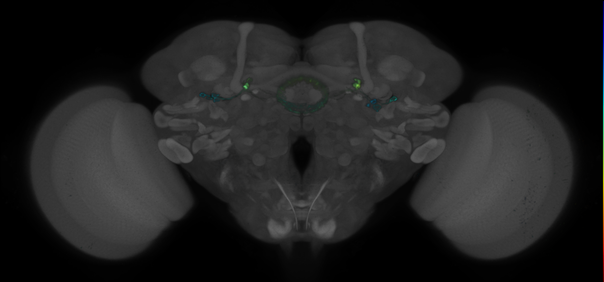 P{GMR12B01-GAL4} expression pattern