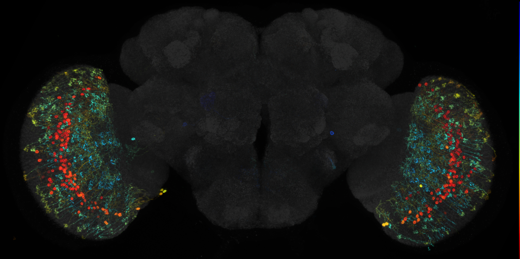 JRC_R22F08 GAL4 in the adult brain