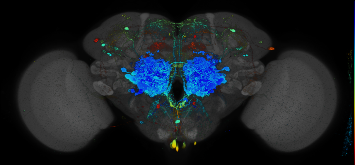 P{GMR34F03-GAL4} expression pattern