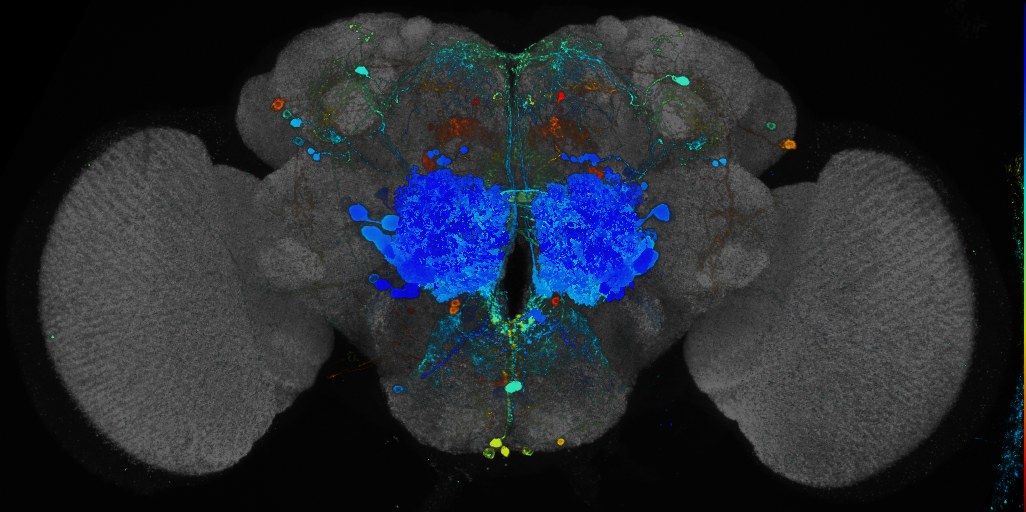 P{GMR34F03-GAL4} expression pattern