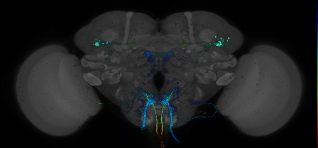JRC_R80G11 GAL4 in the adult brain