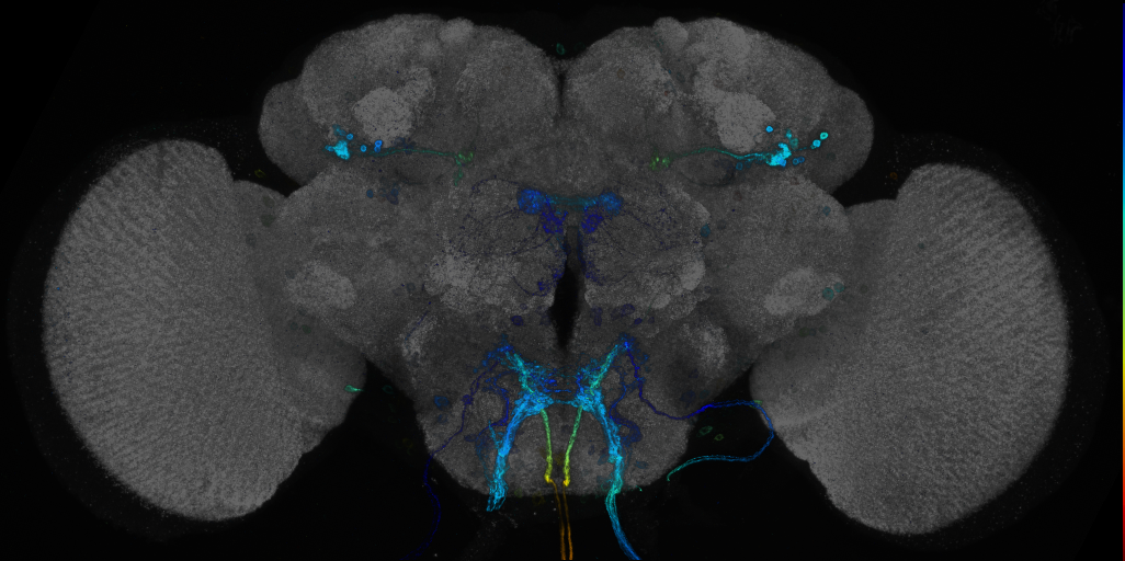 JRC_R80G11 GAL4 in the adult brain