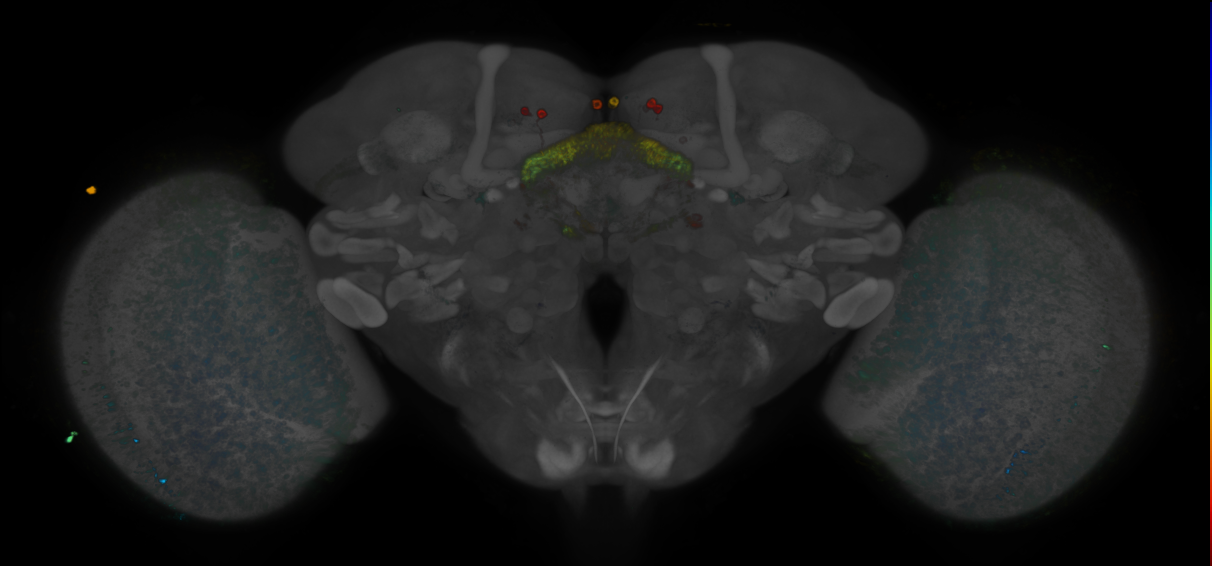 P{GMR56E07-GAL4} expression pattern