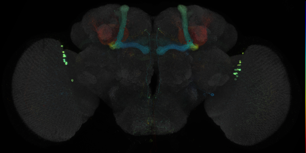 JRC_R69A12 GAL4 in the adult brain
