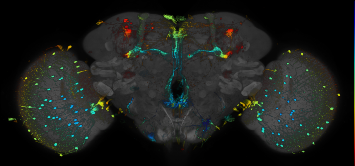 JRC_R20B08 GAL4 in the adult brain