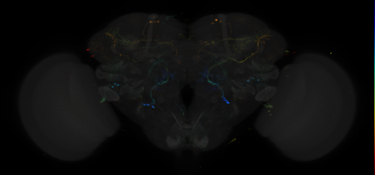 JRC_R18C07 GAL4 in the adult brain