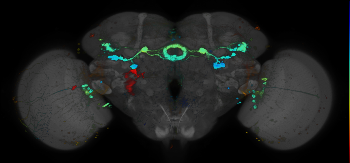 JRC_R30A12 GAL4 in the adult brain