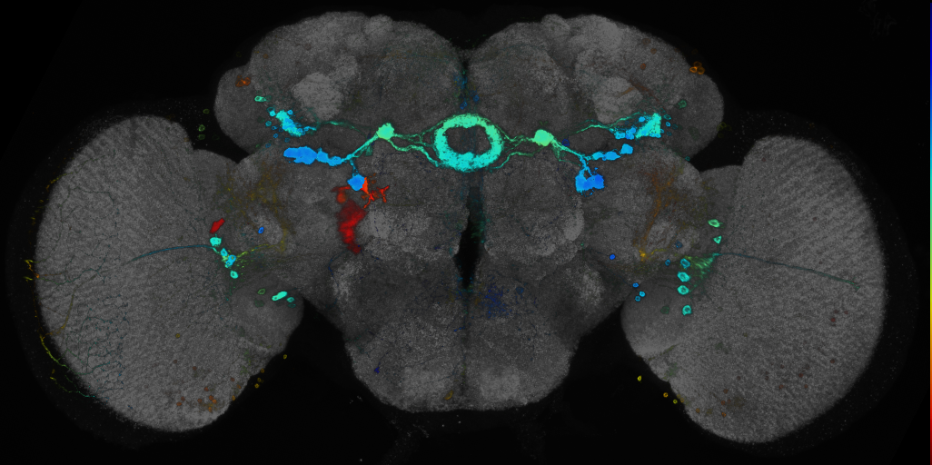 JRC_R30A12 GAL4 in the adult brain