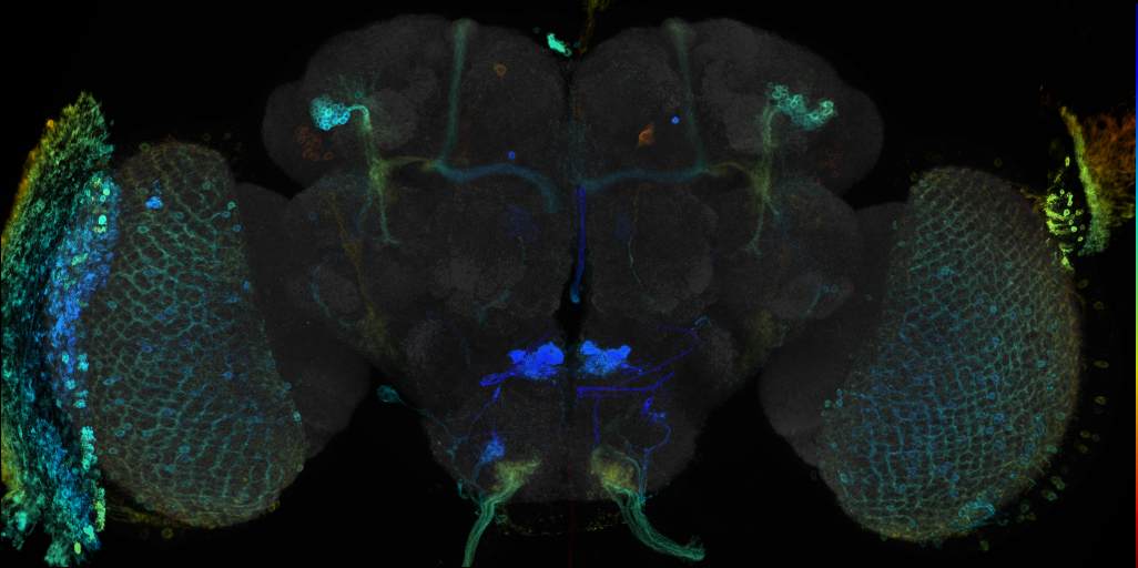 JRC_R71D02 GAL4 in the adult brain