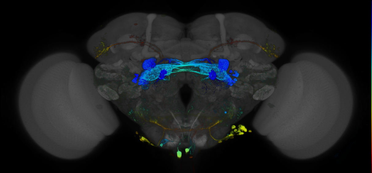 JRC_R18H02 GAL4 in the adult brain
