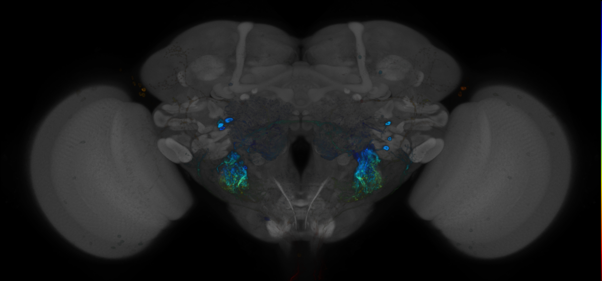 P{GMR13B06-GAL4} expression pattern