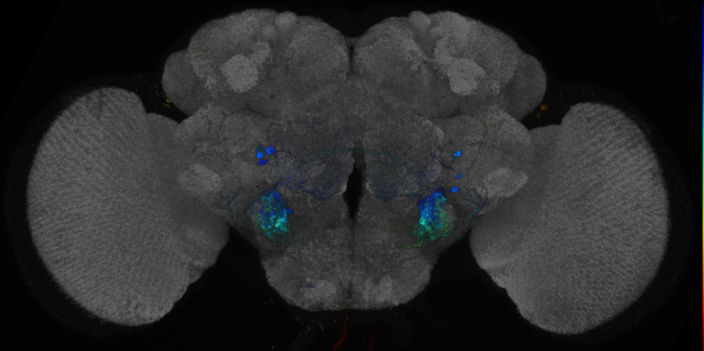 P{GMR13B06-GAL4} expression pattern