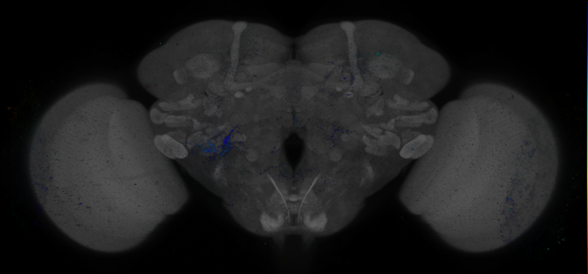 P{GMR82C04-GAL4} expression pattern