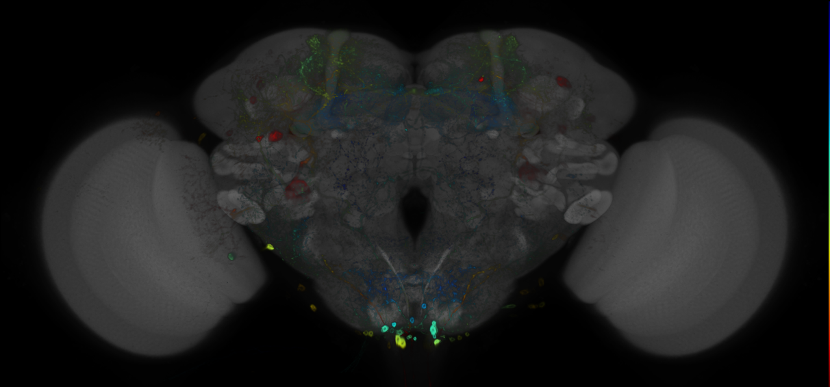 JRC_R82C10 GAL4 in the adult brain