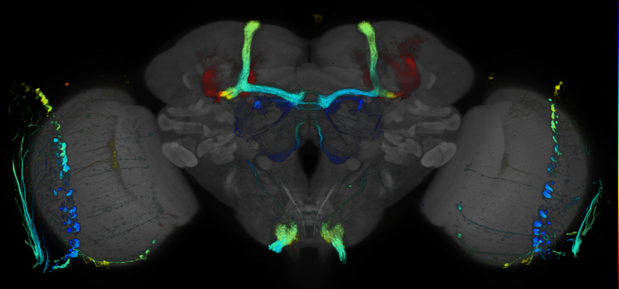 JRC_R44D07 GAL4 in the adult brain