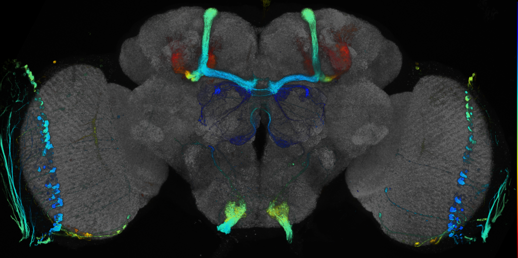 JRC_R44D07 GAL4 in the adult brain
