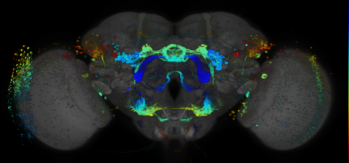 P{GMR76C08-GAL4} expression pattern