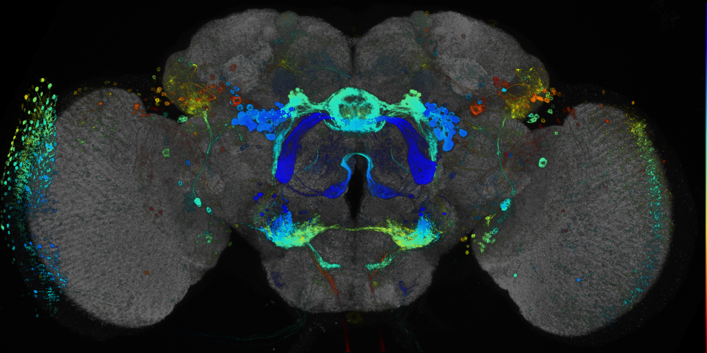 P{GMR76C08-GAL4} expression pattern