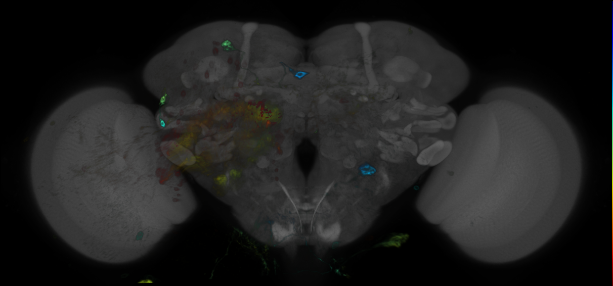JRC_R68A10 GAL4 in the adult brain