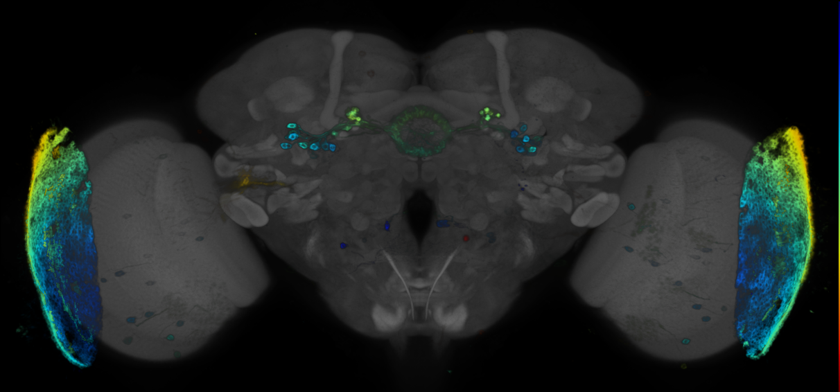 P{GMR88H11-GAL4} expression pattern