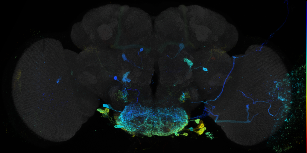 JRC_R58H01 GAL4 in the adult brain