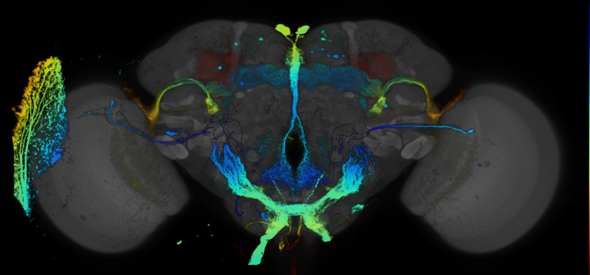 JRC_R92G03 GAL4 in the adult brain