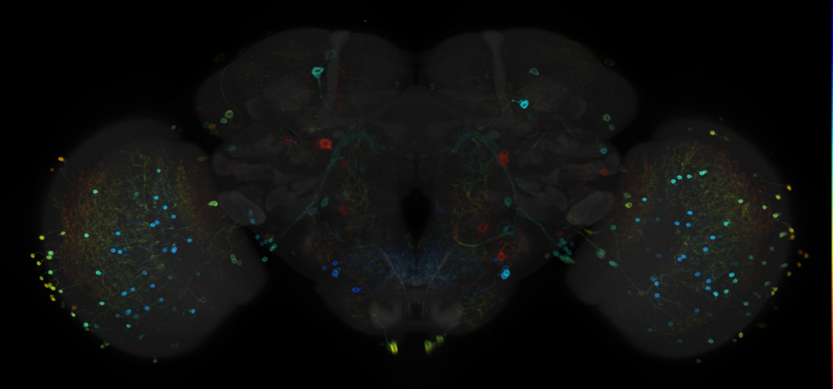 JRC_R26E02 GAL4 in the adult brain