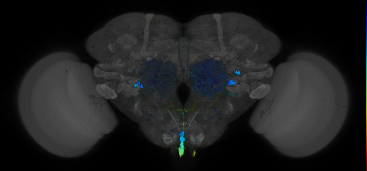 JRC_R72A07 GAL4 in the adult brain